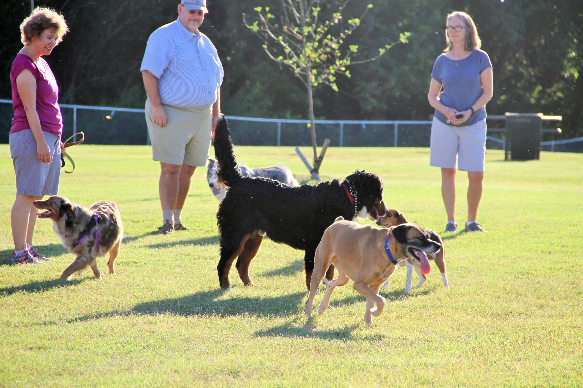 People and dogs in dog park